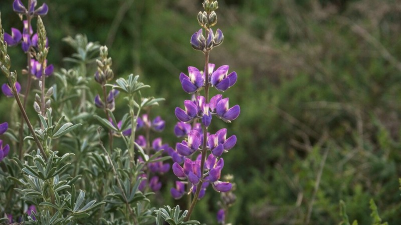 Chamisso Bush Lupine photo 5
