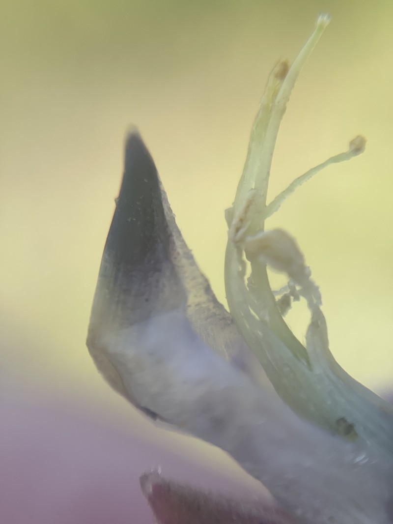 Chamisso Bush Lupine photo 6