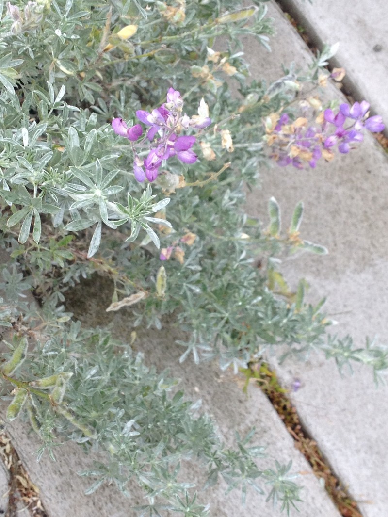 Chamisso Bush Lupine photo 7