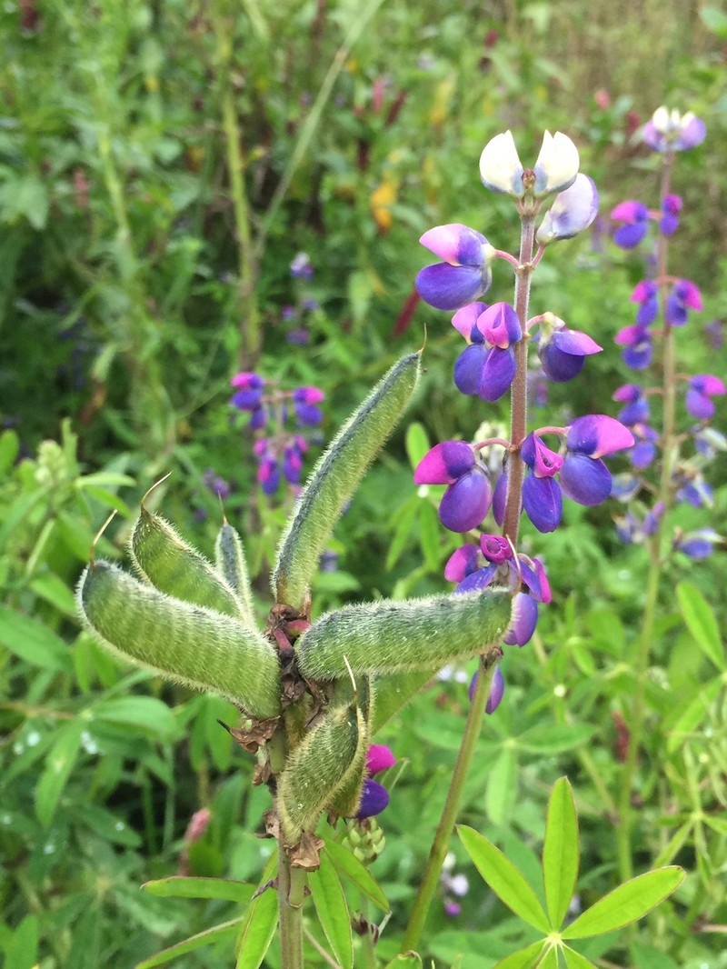 Lupinus chiapensis photo 4