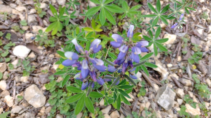 Lupinus chiapensis photo 5