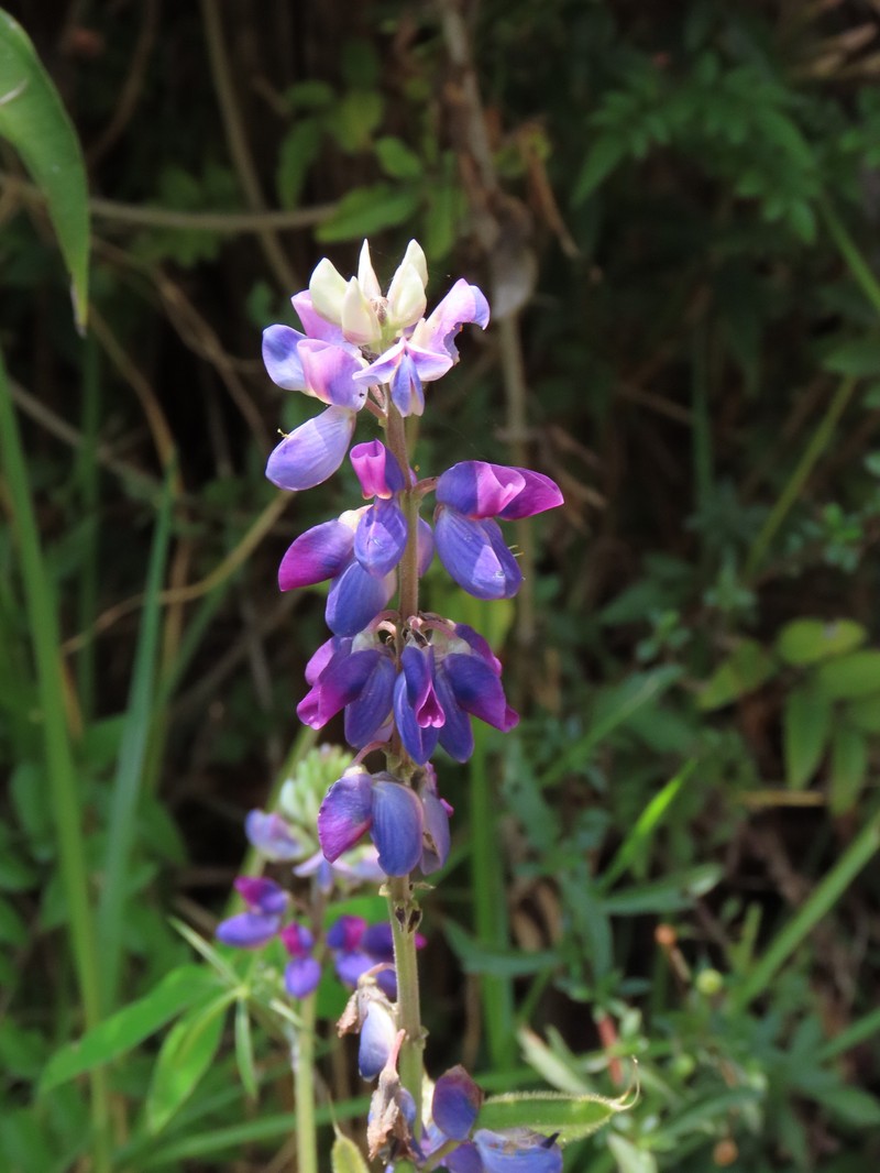 Lupinus chiapensis photo 6