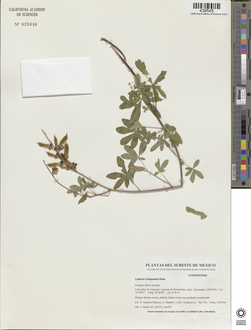Lupinus chiapensis photo 7