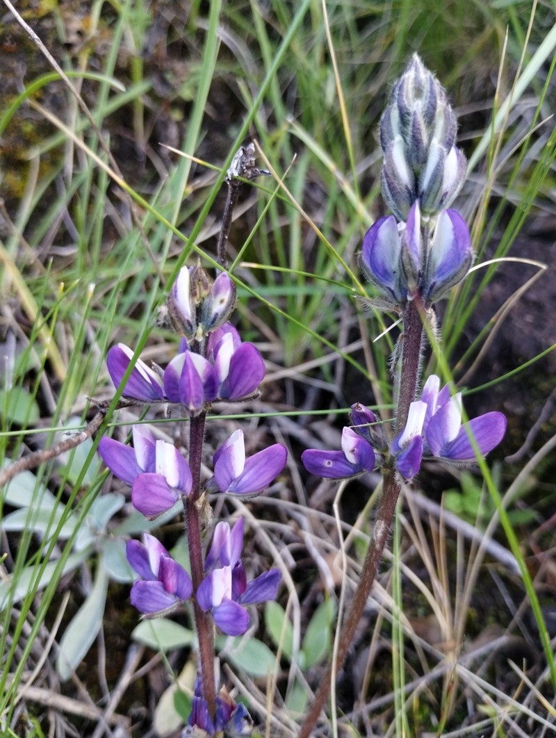 Lupinus chlorolepis