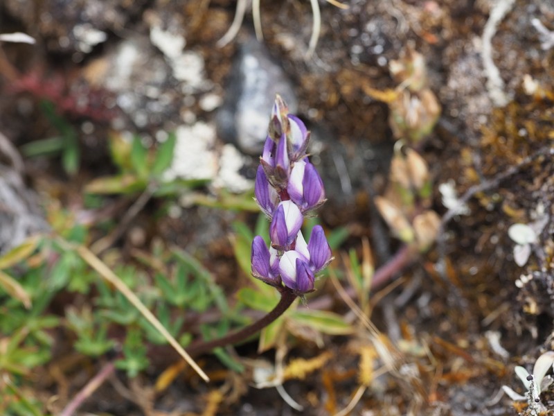 Lupinus chlorolepis photo 2