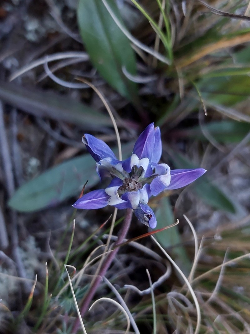 Lupinus chlorolepis photo 3