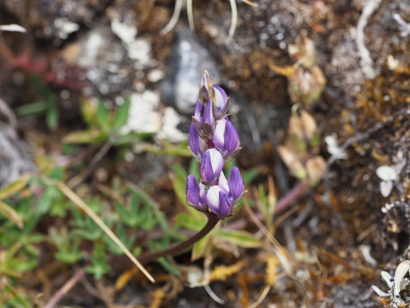 Lupinus chlorolepis photo 4