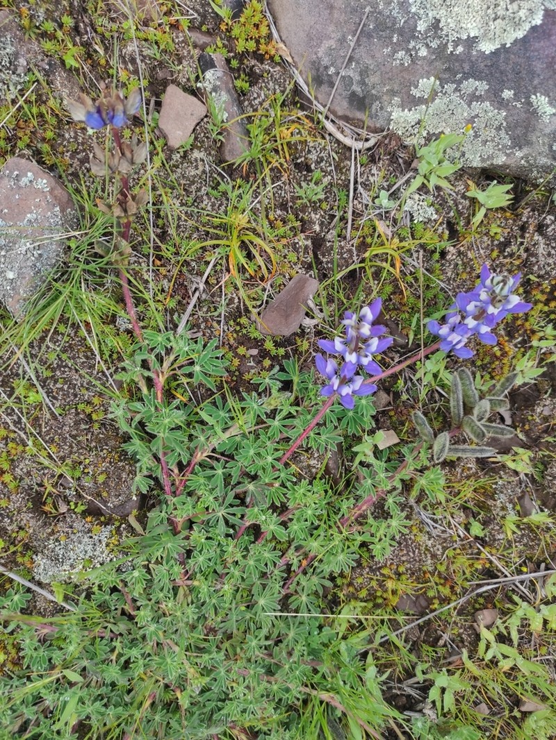 Lupinus chlorolepis photo 5