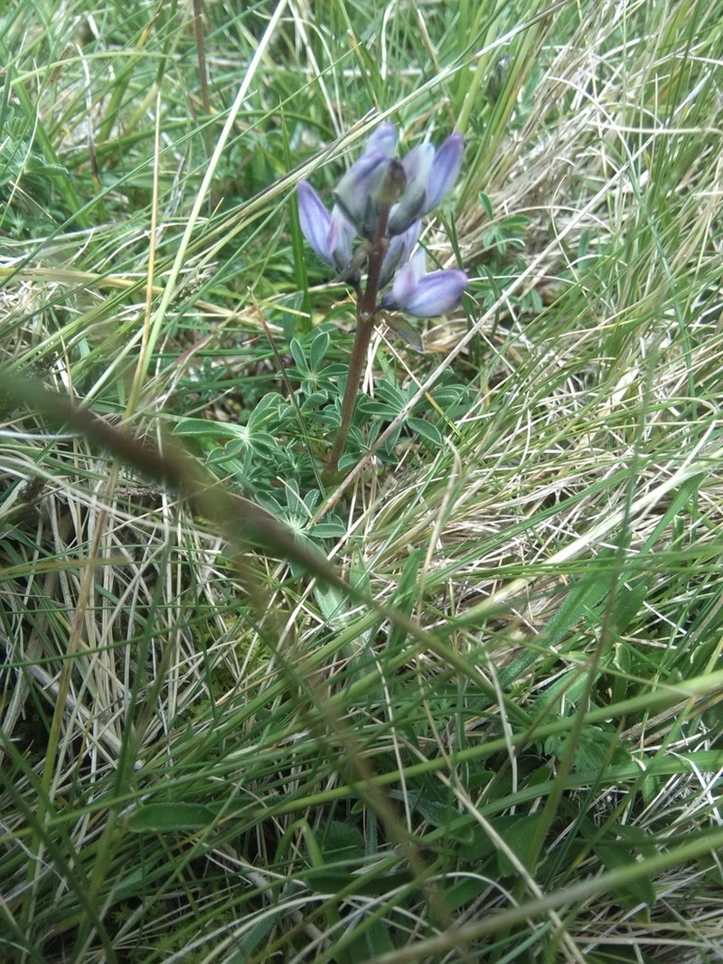 Lupinus chlorolepis photo 6