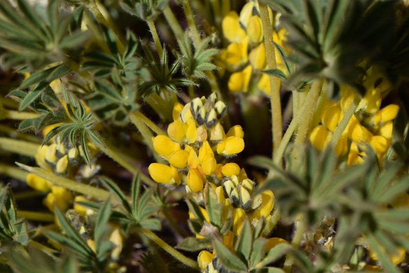 Lupinus chrysanthus photo 3