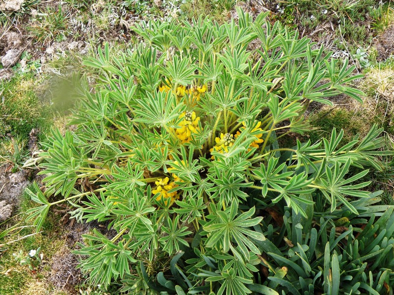 Lupinus chrysanthus photo 4