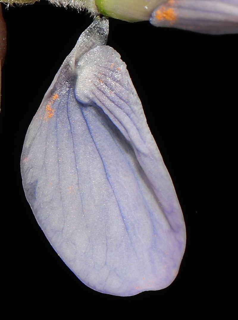 Lupinus chumbivilcensis
