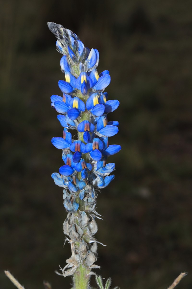 Lupinus chumbivilcensis photo 2