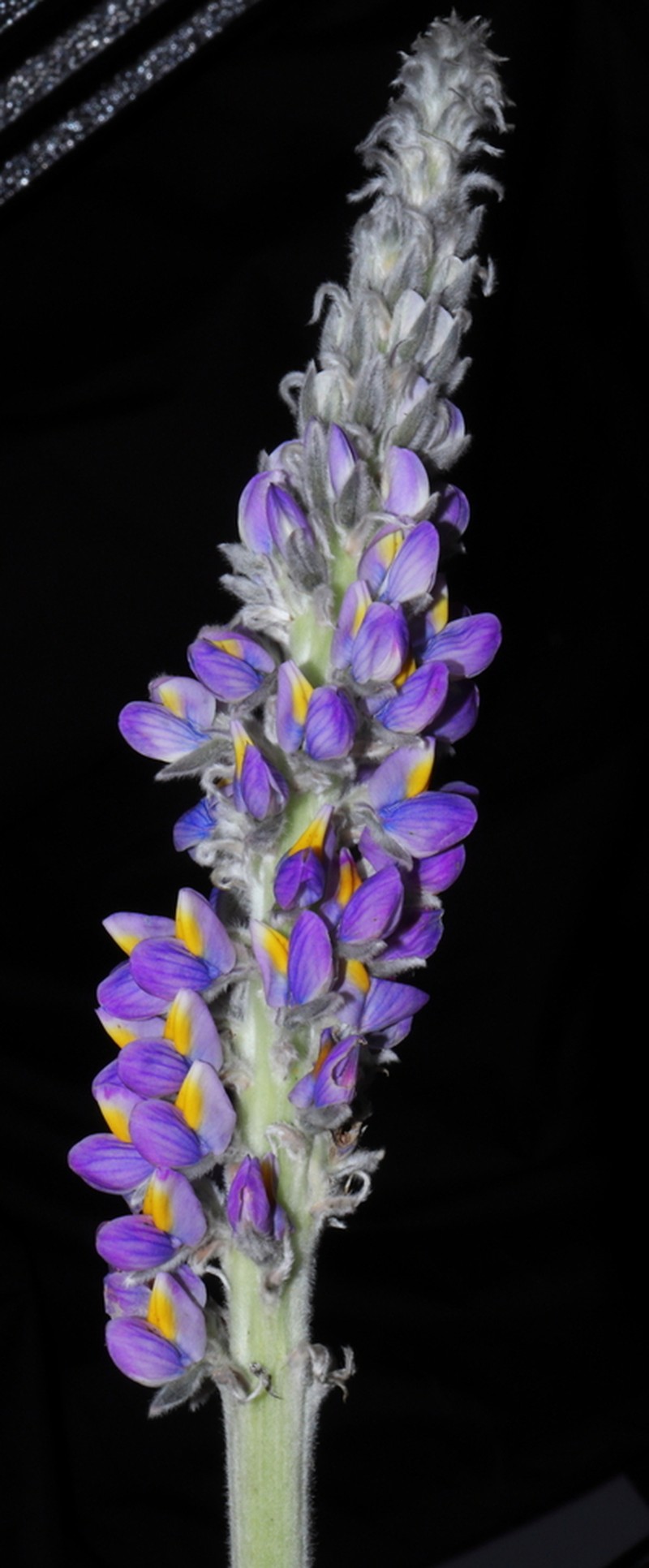 Lupinus chumbivilcensis photo 3