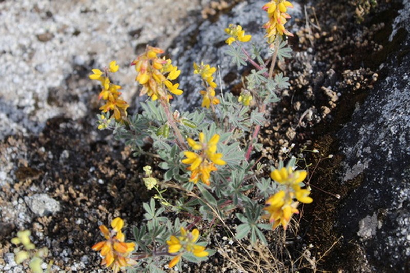 Orangeflower Lupine