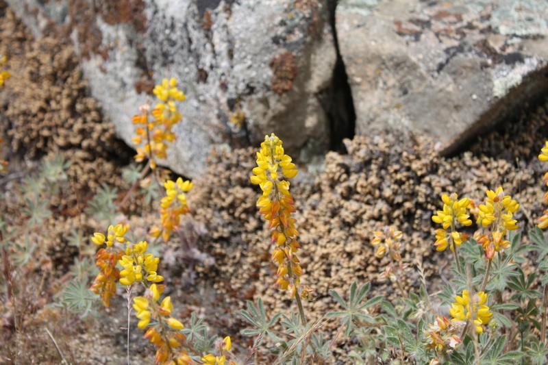 Orangeflower Lupine photo 2