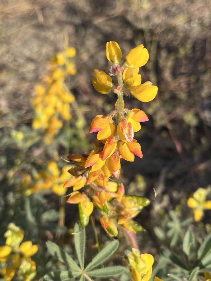 Orangeflower Lupine photo 3