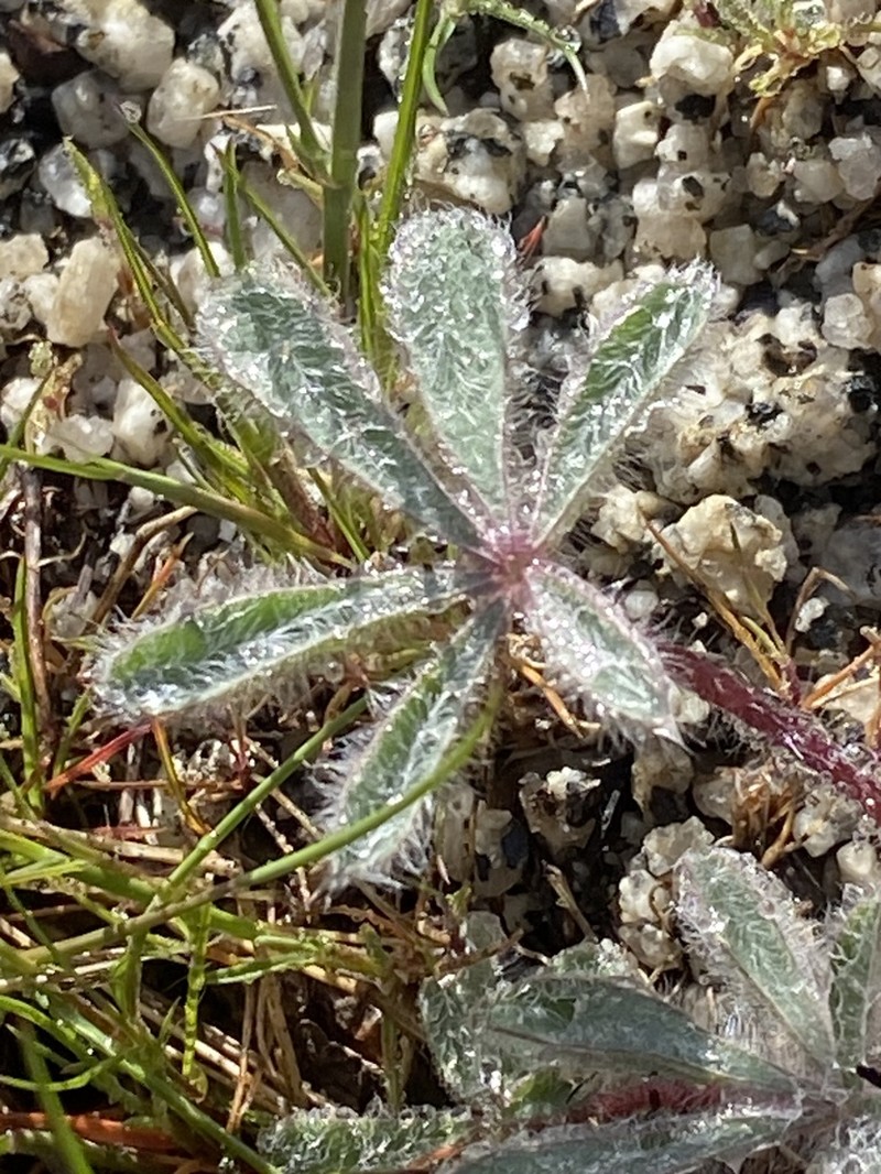 Orangeflower Lupine photo 4