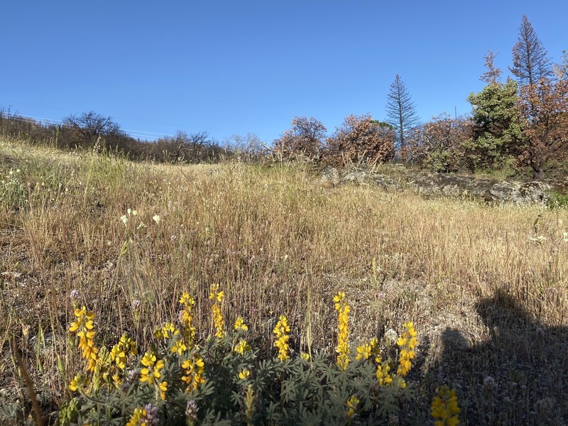 Orangeflower Lupine photo 5