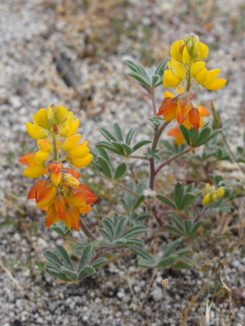 Orangeflower Lupine photo 7