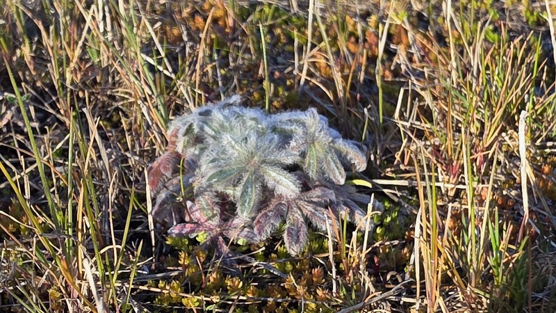Lupinus citrinus var. citrinus