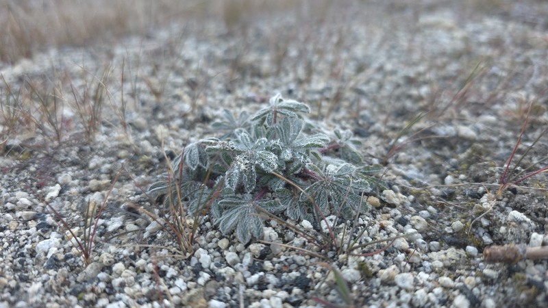 Lupinus citrinus var. citrinus photo 2