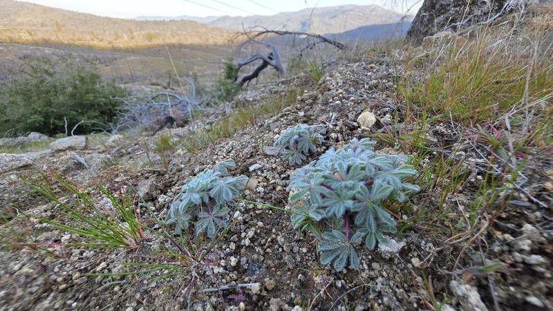 Lupinus citrinus var. citrinus photo 4