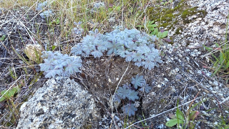 Lupinus citrinus var. citrinus photo 5