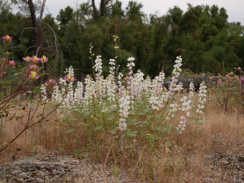 Lupinus citrinus var. deflexus