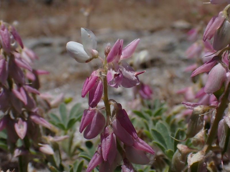 Lupinus citrinus var. deflexus photo 2