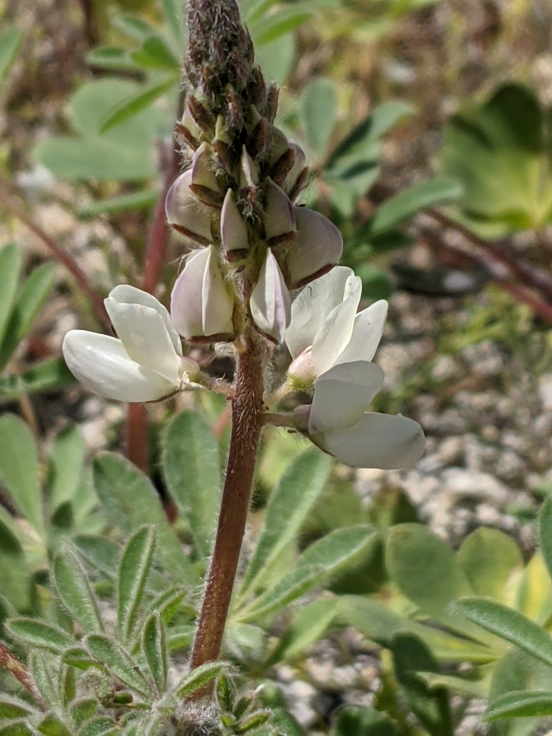 Lupinus citrinus var. deflexus photo 3
