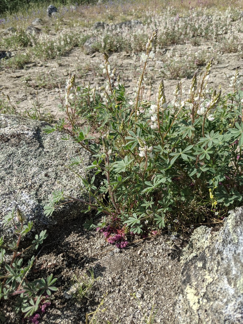 Lupinus citrinus var. deflexus photo 4