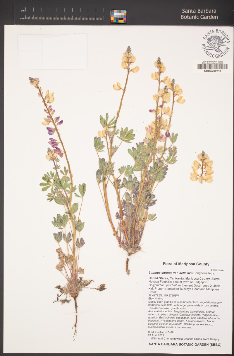Lupinus citrinus var. deflexus photo 5