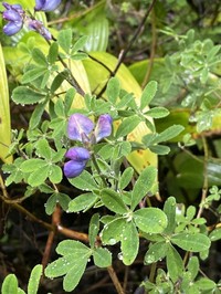 Lupinus clarkei