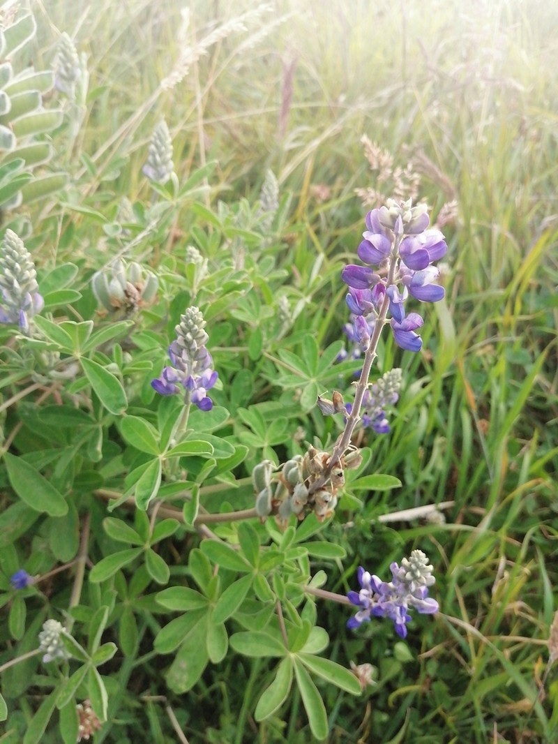 Lupinus clarkei photo 2