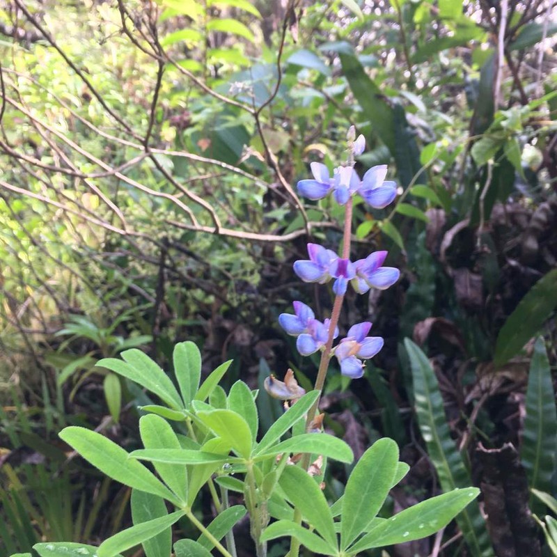 Lupinus clarkei photo 4