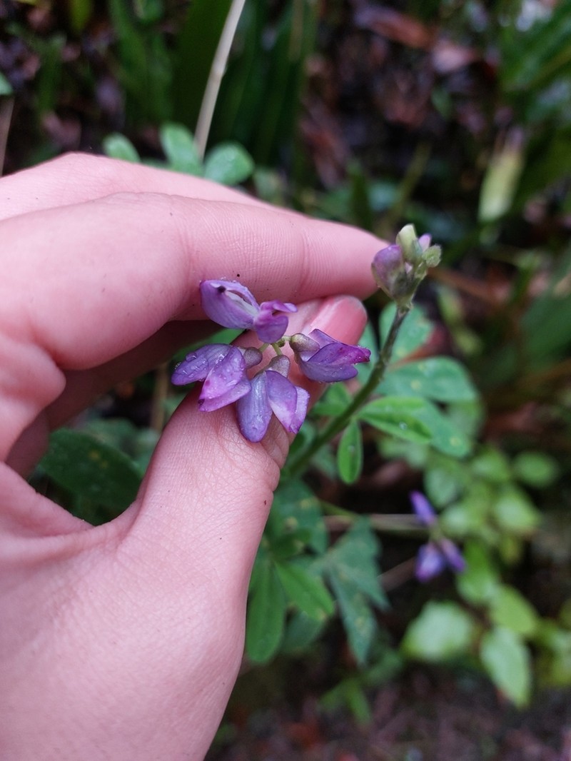 Lupinus clarkei photo 5