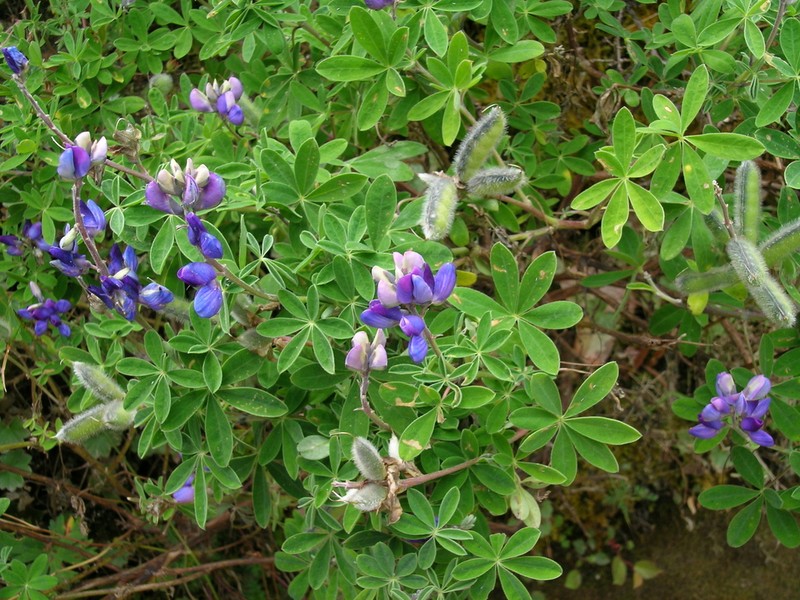 Lupinus clarkei photo 6