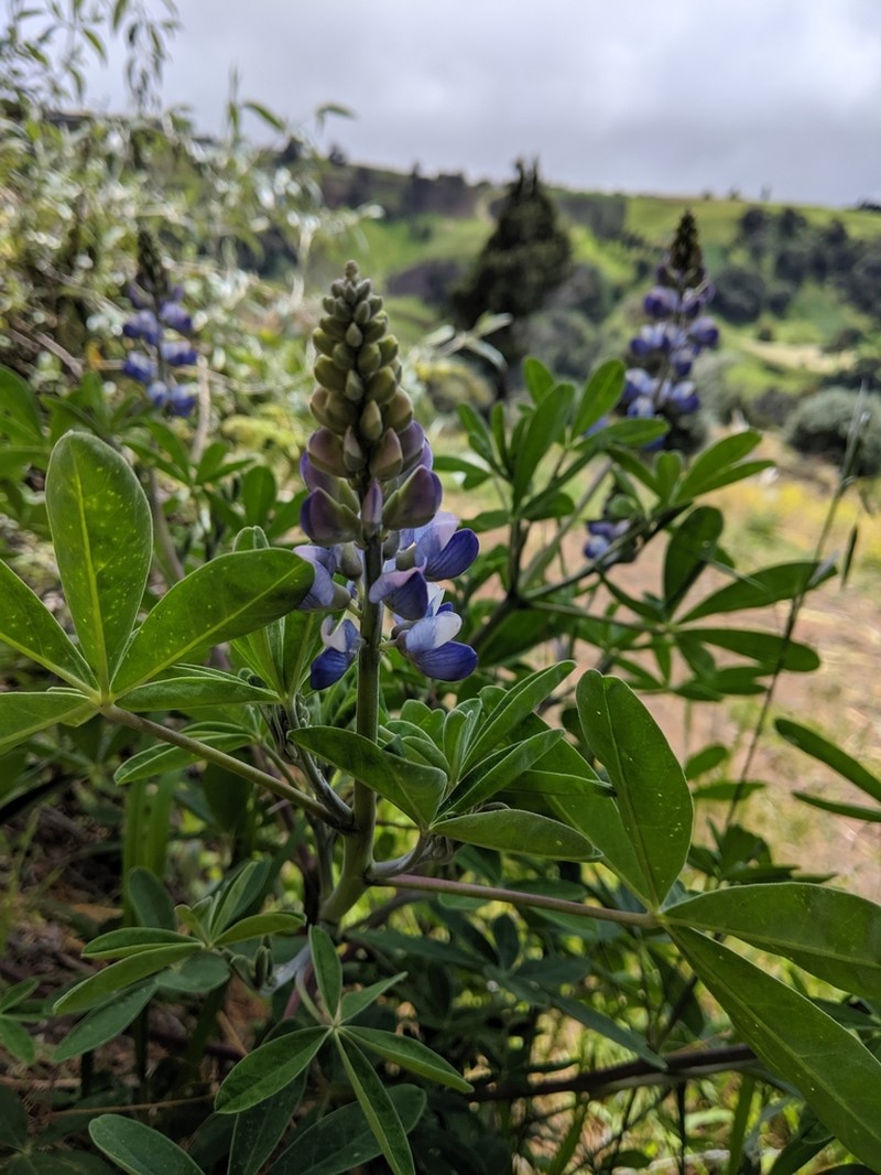 Lupinus clarkei photo 7