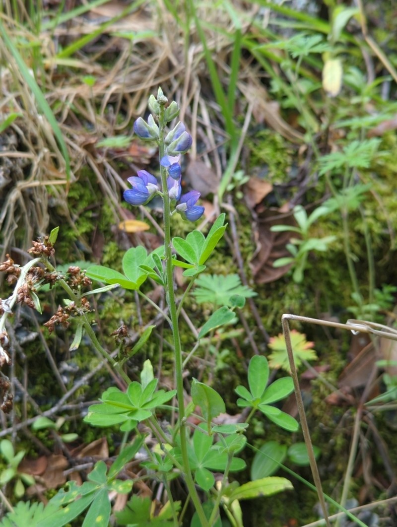 Lupinus clarkei photo 8