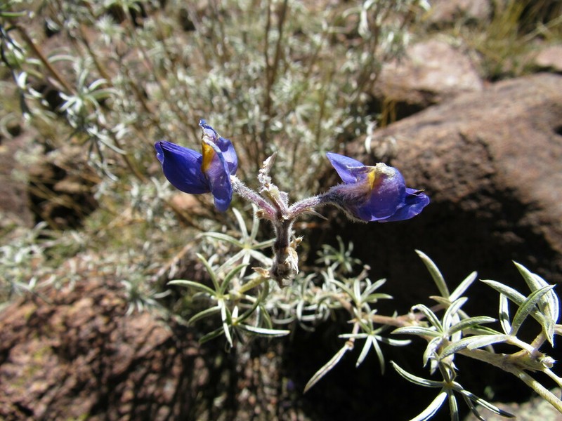Lupinus cochapatensis