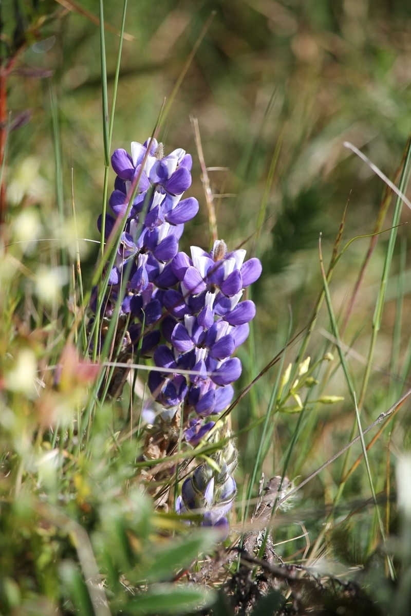 Lupinus colombiensis photo 2