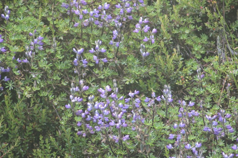 Lupinus colombiensis photo 4