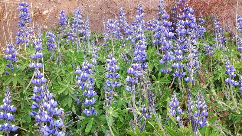 Lupinus colombiensis photo 5