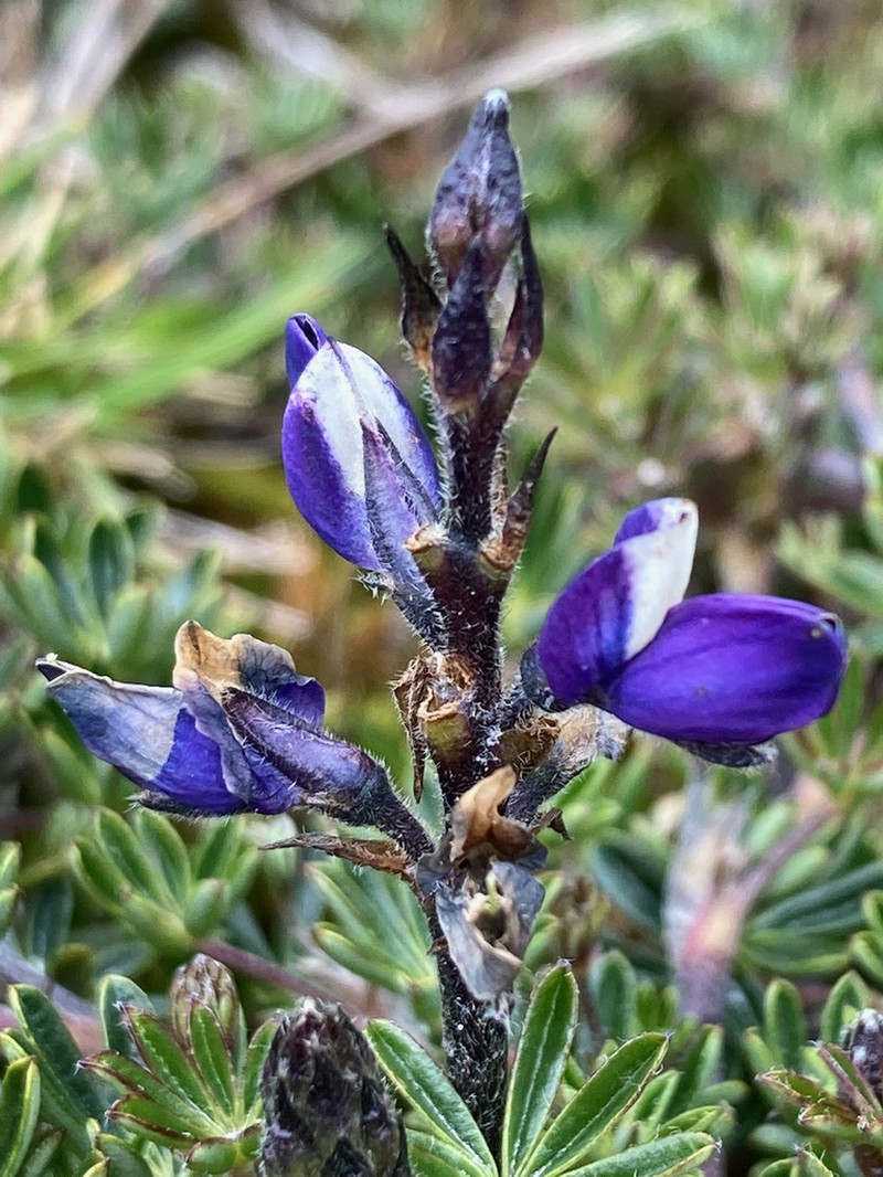 Lupinus colombiensis photo 6