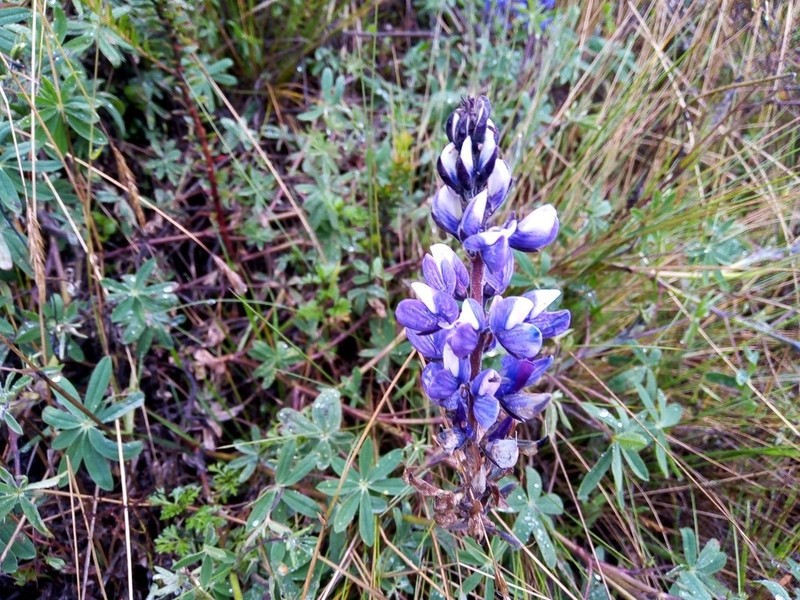 Lupinus colombiensis photo 7