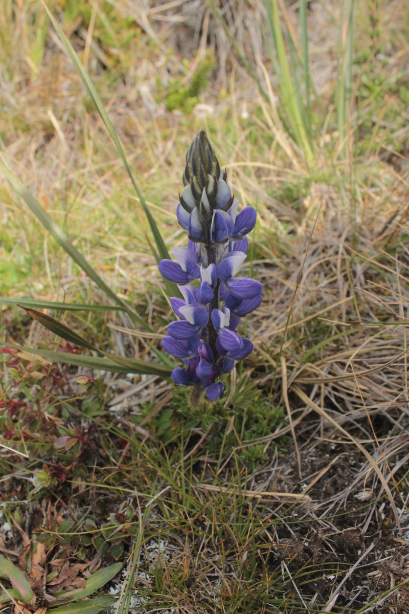 Lupinus colombiensis photo 8