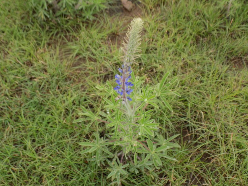 Lupinus compactiflorus