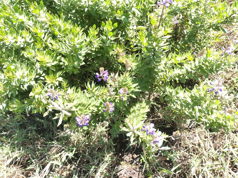 Lupinus comptus