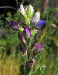 Bajada Lupine